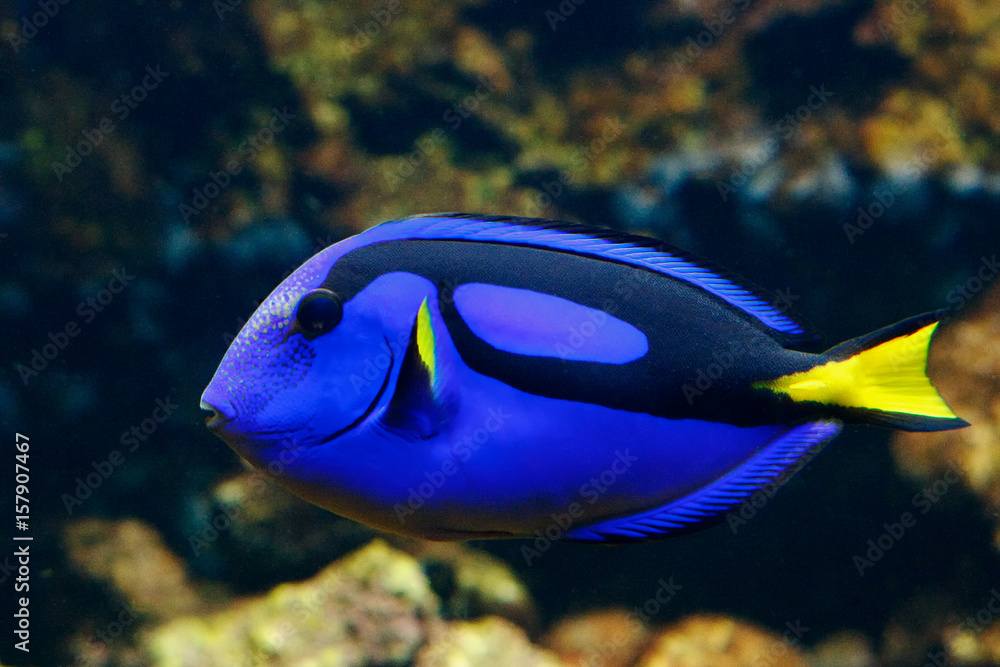 Fototapeta premium Famous aquarium fish Palette surgeonfish, Latin name Paracanthurus hepatus.