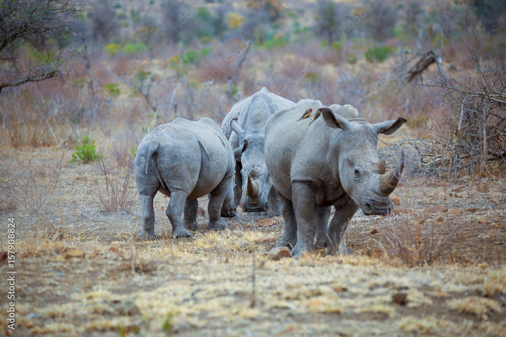 Fototapeta premium Nashörner in Südafrika