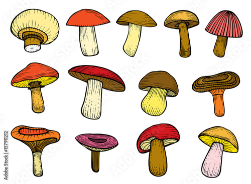 Set of Forest mushrooms