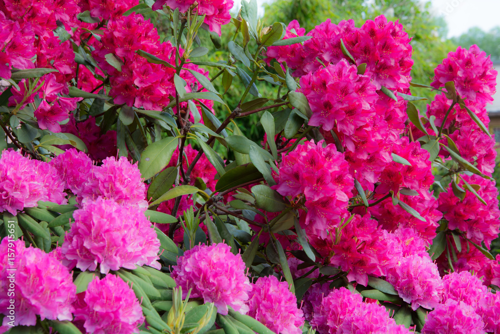 Rhododendrons Rhododendrons