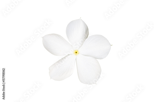 white flower isolated on white white clipping path.