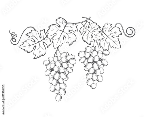 image of grapes with bunches and leaves