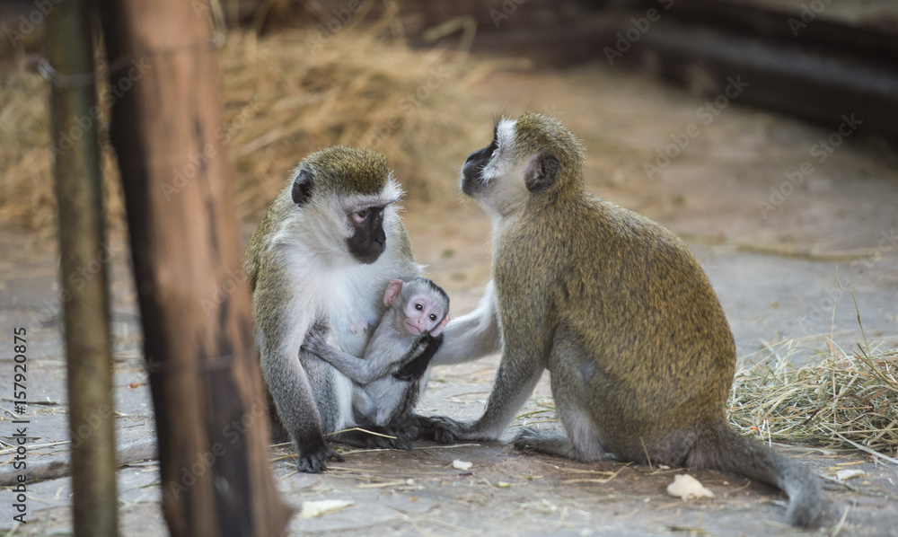обезьяны семья