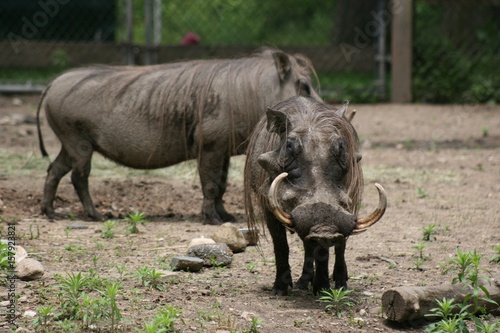 Warthogs