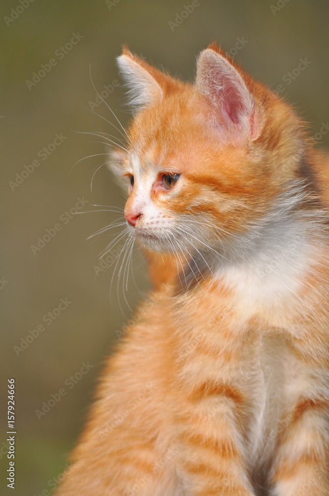 Red striped kitten