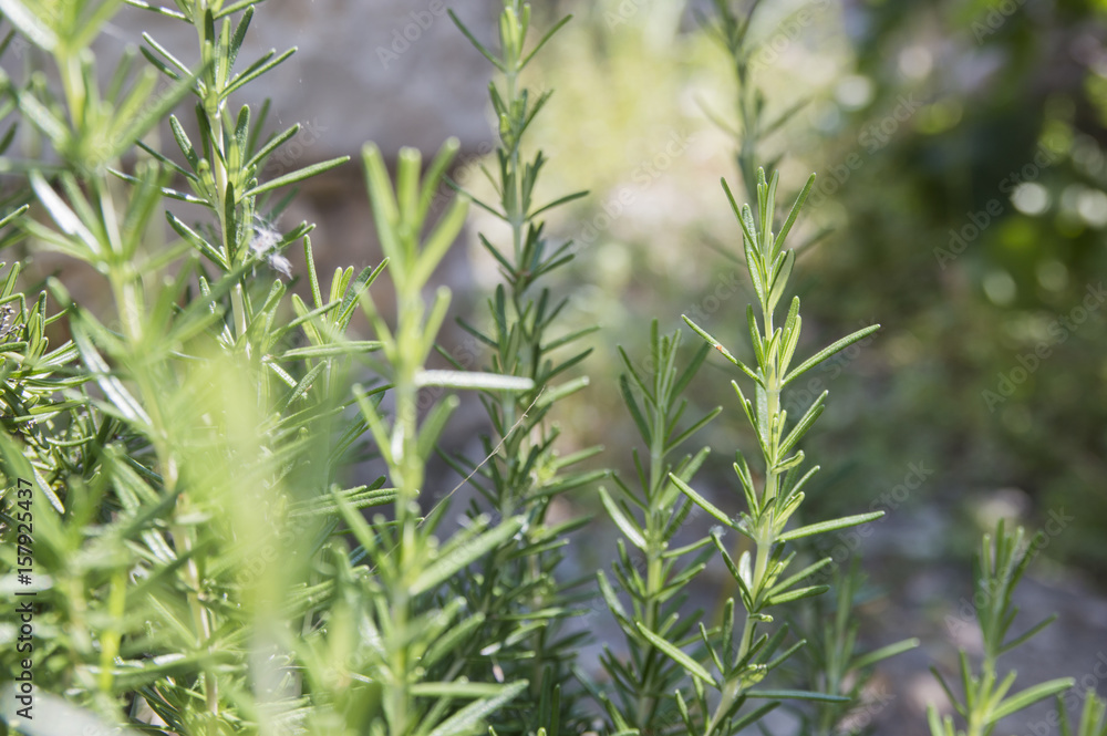 Fototapeta premium Rosemary (Rosemarinus officinalis)