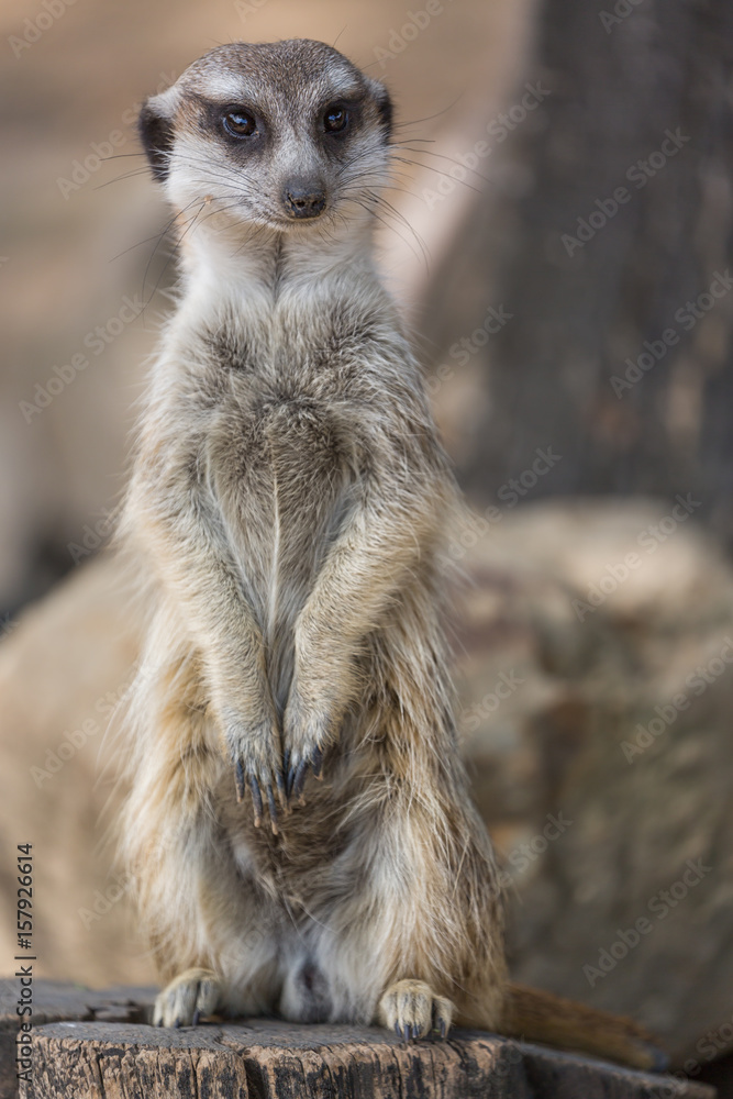 The meerkat or suricate Suricata suricatta is a small carnivoran belonging to the mongoose family