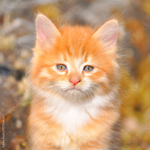 Red fluffy kitten