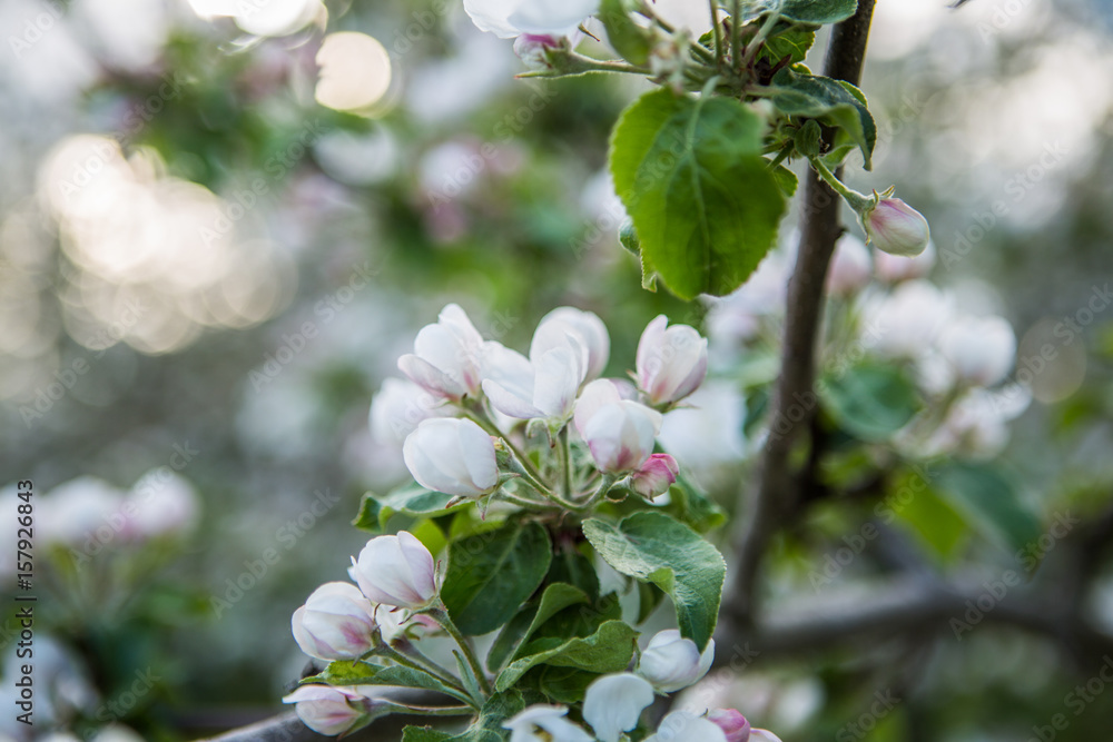 Close up apple blossom white flowers Close up apple blossom white flowers
