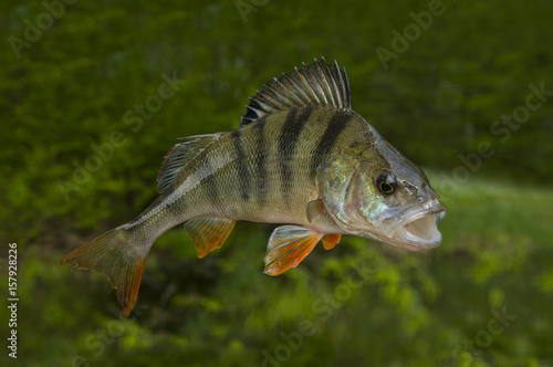 Fishing background with perch fish