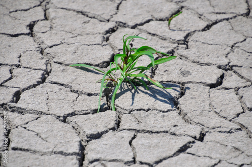 Sprouted green grass