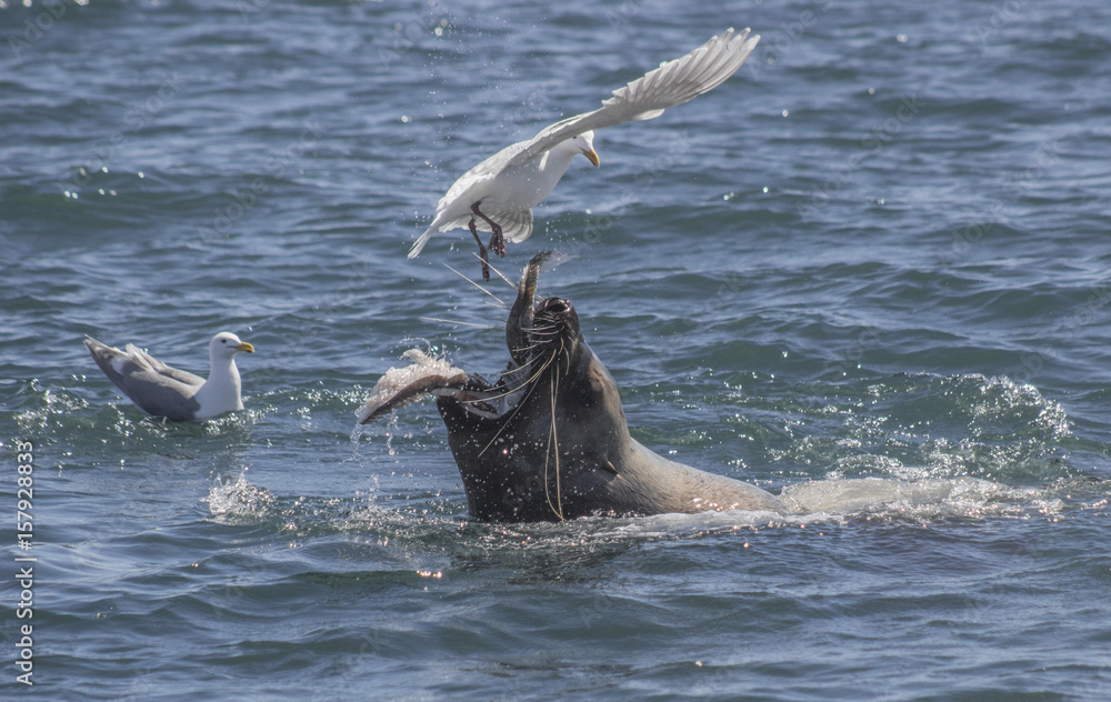 Obraz premium Sea Lion Eating Fish