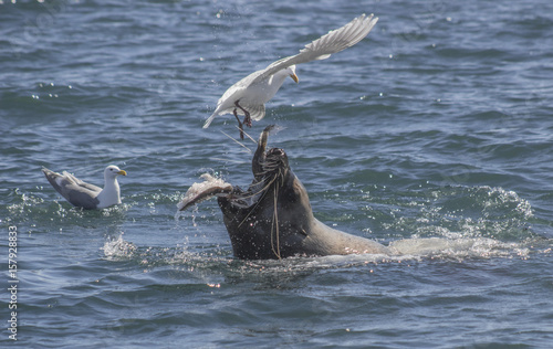 Sea Lion Eating Fish