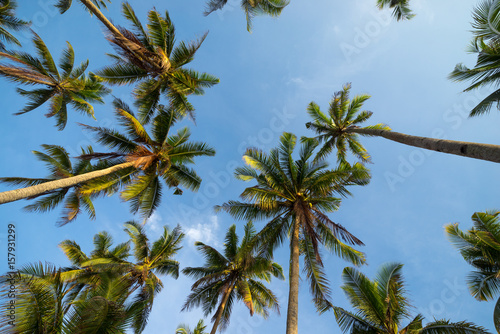 Coconut trees in perspective
