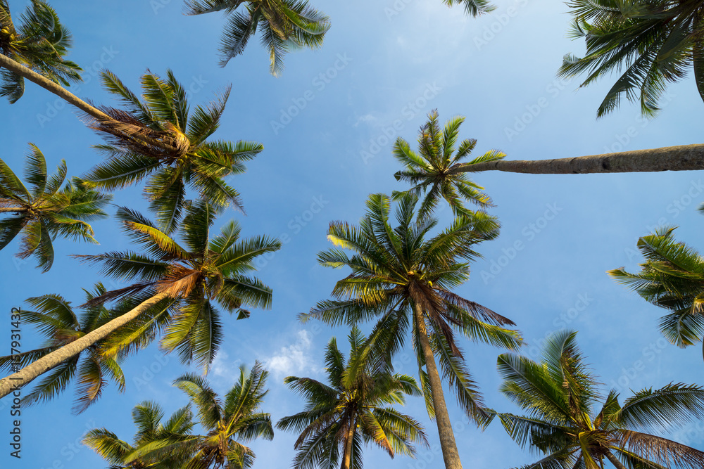 Coconut trees in perspective