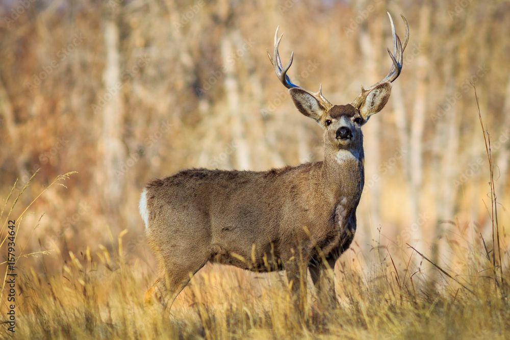 5-pointed buck deer looking back over its shoulder. 5-pointed buck deer looking back over its shoulder.