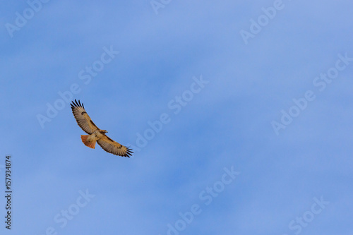Beautiful wingspan view of Red tailed hawk