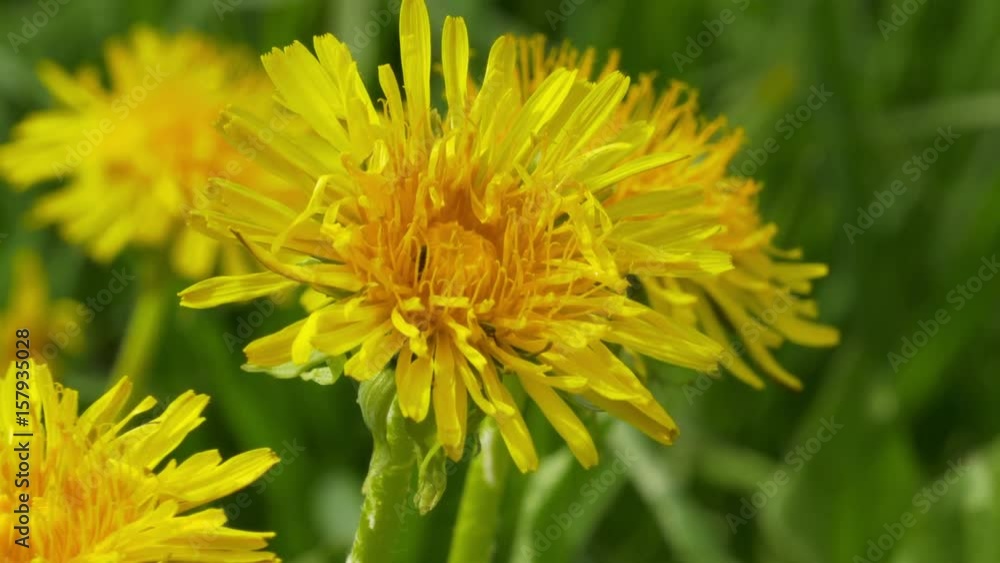 Field Of Spring Dandelions Swaying In The Wind Field Of Spring Dandelions Swaying In The Wind