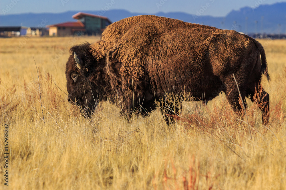 Bison in front of Rocky Mountain Arsenal Visitor Center