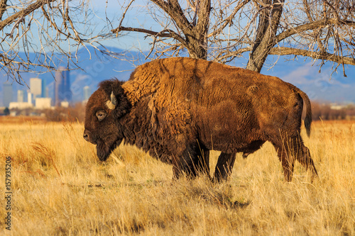 Bison scratching its side on a tree with the Denver skyline in the distance. © Captivating Light