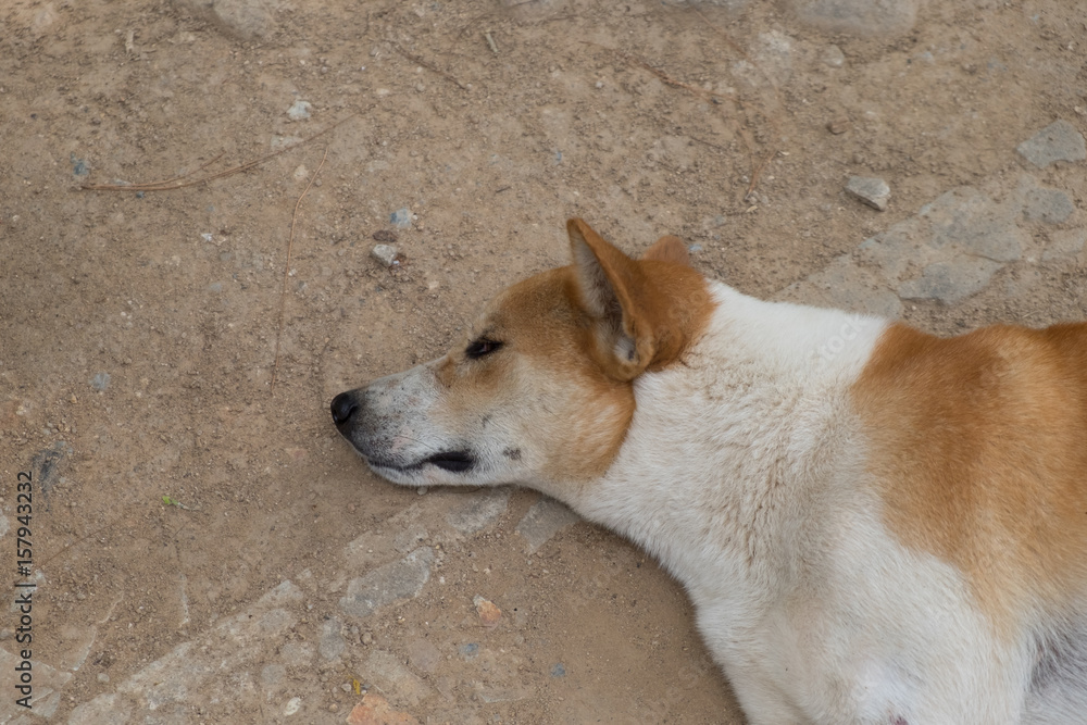 Dogs sleep on the ground under the shade Dogs sleep on the ground under the shade