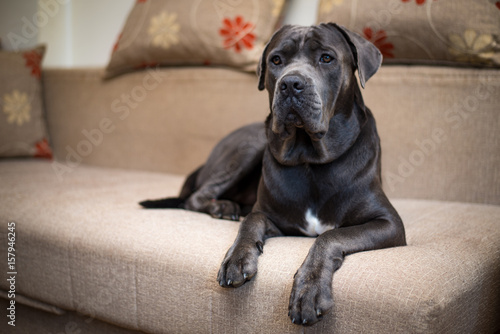 Cuadro en lienzo Stunning cane corso posing for a photography