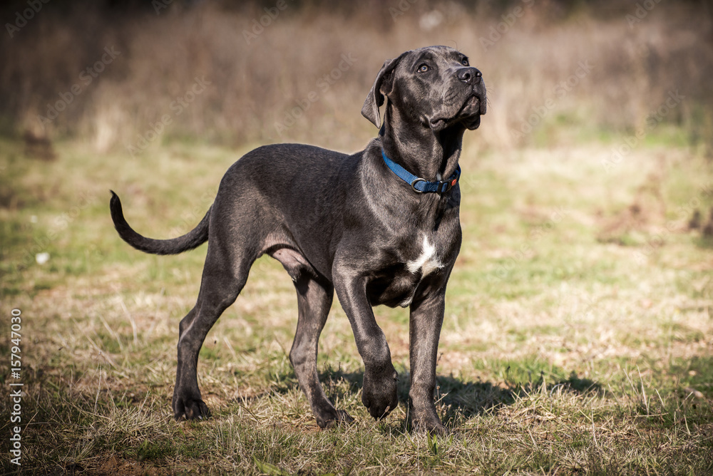 Cane Corso with blue collar on the meadow 