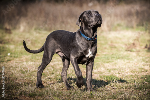 Bild auf Leinwand Cane Corso with blue collar on the meadow