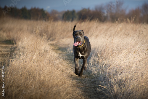 Cane corso in the field during dressage ©  Zlatko59