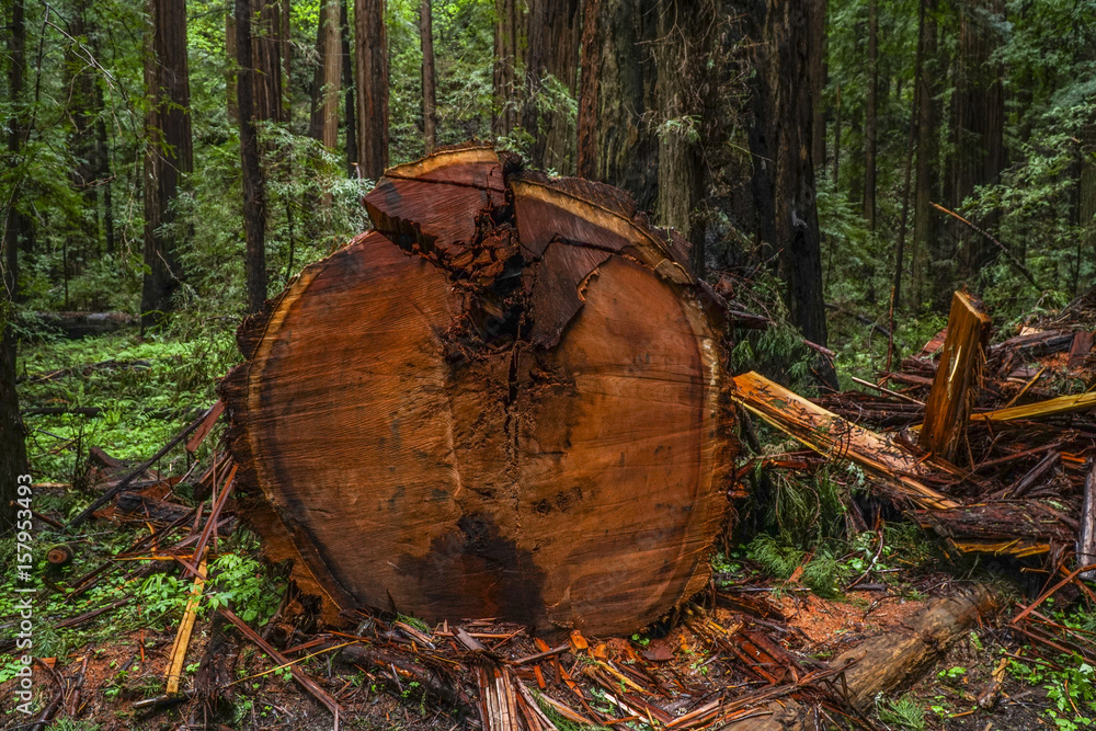 Fototapeta premium The Giant red Cedar trees at Redwoods National Park