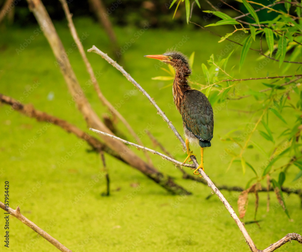 Fototapeta premium Young Juvinille Green Heron on Branch over green swamp