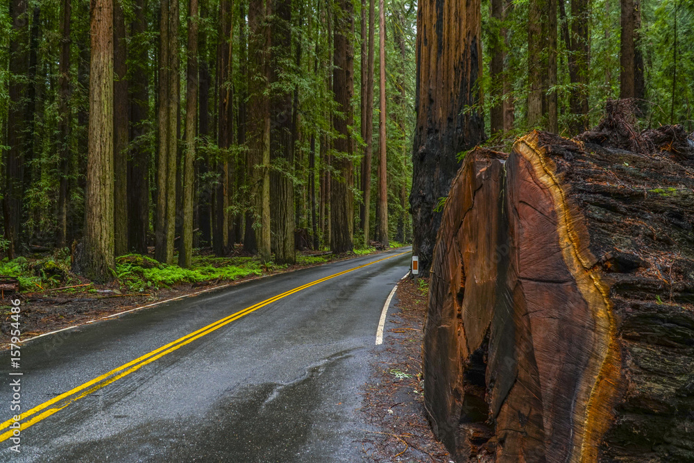 Fototapeta premium The Giant red Cedar trees at Redwoods National Park