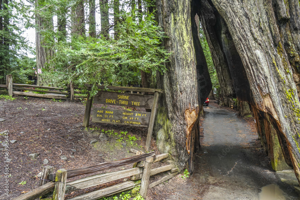 Fototapeta premium The famous Shrine Drive-through tree at Redwoods National Park - ARCATA - CALIFORNIA - APRIL 17, 2017