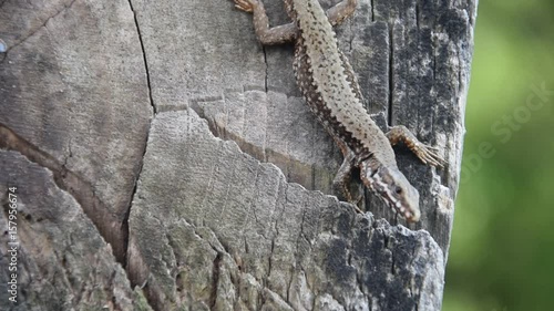 Lacertilia Øgler Echsen Lucertole Lizard 蜥蜴
 Lucertola Ještěři Lagartos Sauri Lizards سحلية Lagarto Eðlur Մողեսներ Jaszczurki Thằn lằn Ящерицы Ödlor กิ้งก่า Șopârlă לטאות  photo