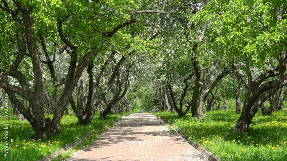 Apple tree garden blossom in spring Apple tree garden blossom in spring