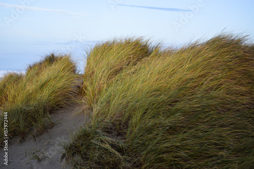 Beach Grass Sand Dunes