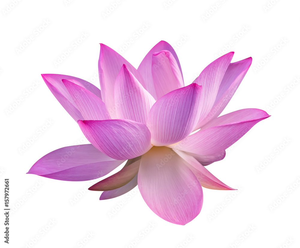 lotus on isolated white background. lotus on isolated white background.