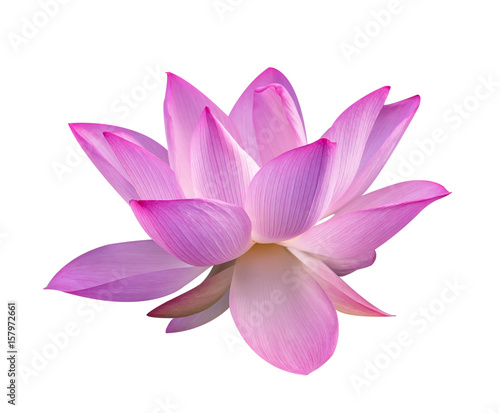 lotus on isolated white background.