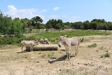 Equus africanus somaliensis âne de somalie