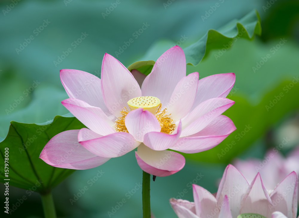 waterlily or lotus flower in water,Symbol of purity. waterlily or lotus flower in water,Symbol of purity.