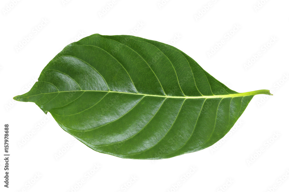 Obraz premium Green leaf isolated on white background.