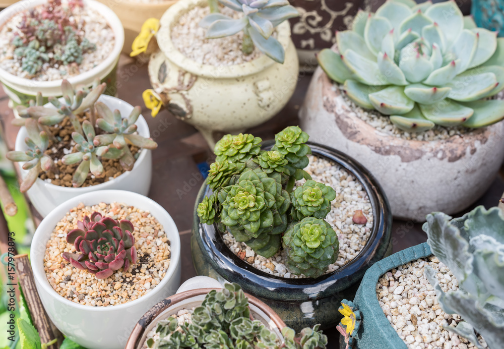 Miniature succulent plants in garden Miniature succulent plants in garden