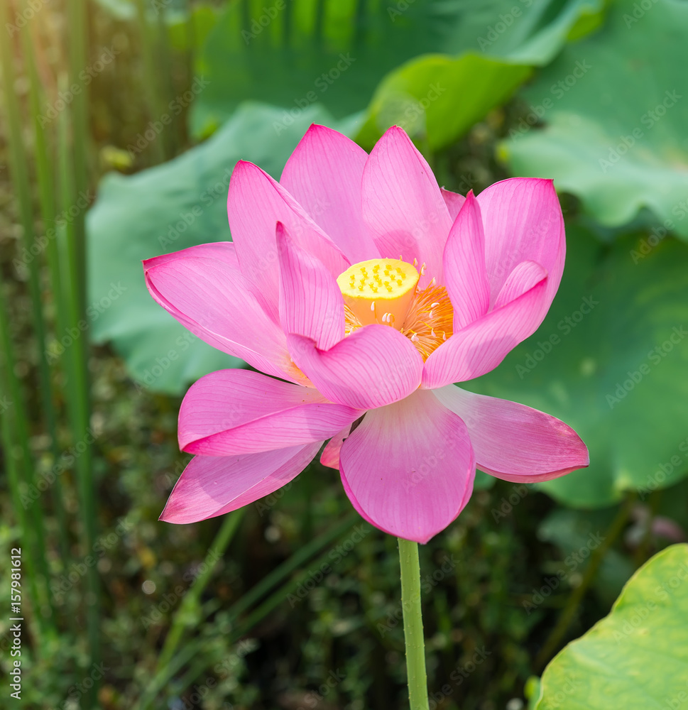 waterlily or lotus flower in water,Symbol of purity.