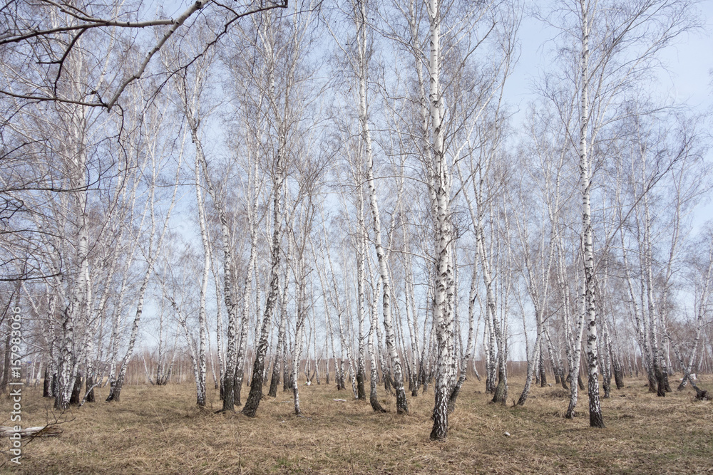 birch forest birch forest