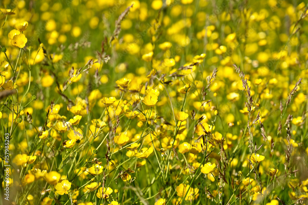 Obraz premium Floral background with wildflowers and grass. Meadows with yellow wild flowers. Pacific Coast. Washington. United States.
