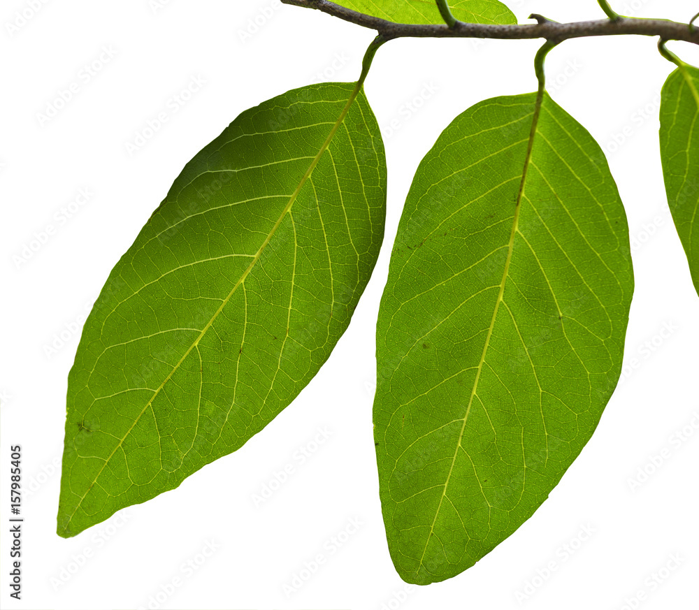 Obraz premium Leaves