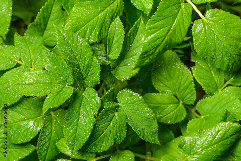 Bright green leaves of wet after rain for the whole frame Bright green leaves of wet after rain for the whole frame