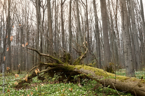 Hainich National Park, Germany photo