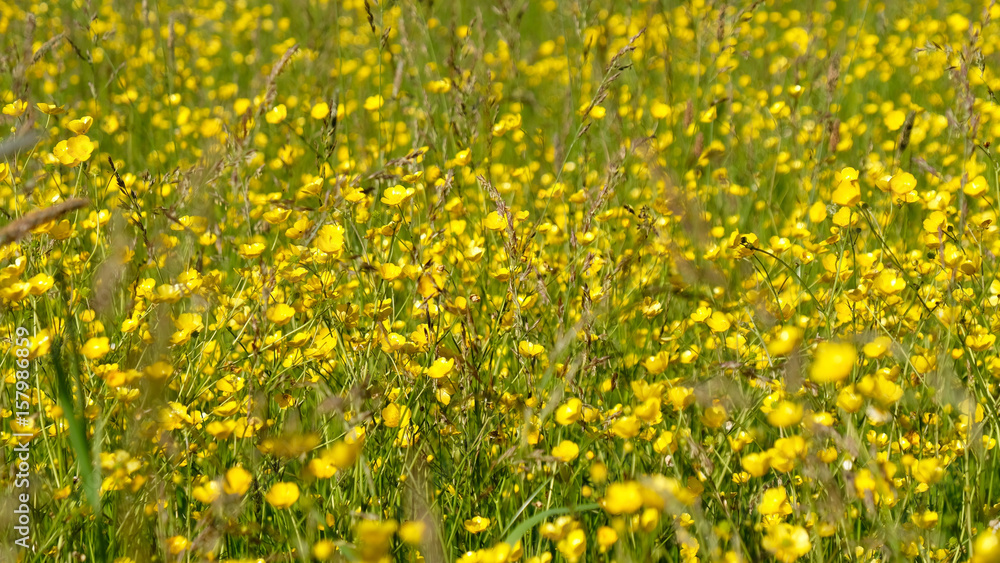 Obraz premium Yellow Ranunculus meadows. Floral background. Pacific Coast. Washington. United States.