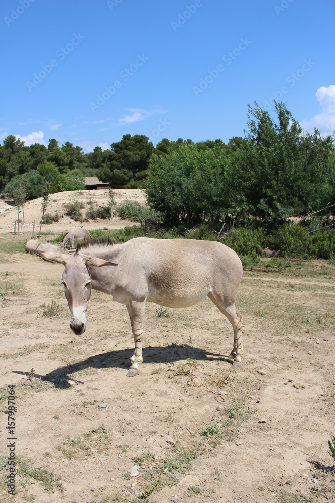 Obraz premium Equus africanus somaliensis